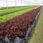 20120129-tokushima (26)