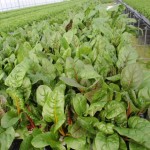 20120129-tokushima (35)