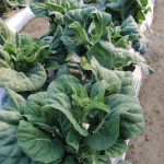 20120129-tokushima (39)