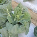 20120129-tokushima (40)