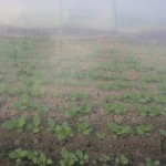 20120129-tokushima (45)