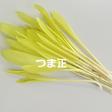 cornsprout160