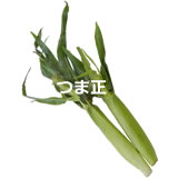 youngcorn160